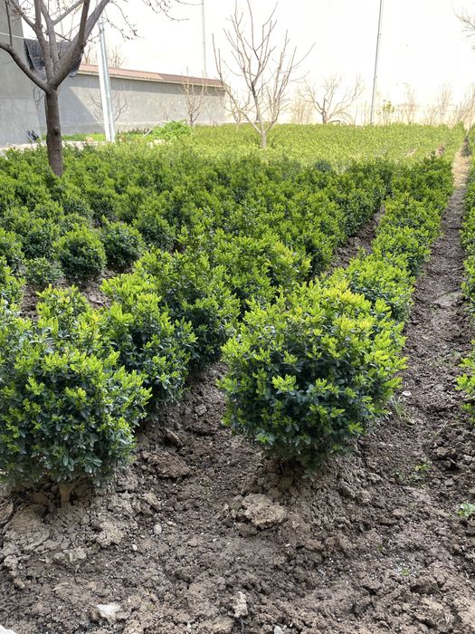 Шамшод кўчатлар 5 йиллик. Shamshod