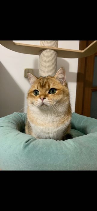 Băiețel British shorthair golden cu pedigree