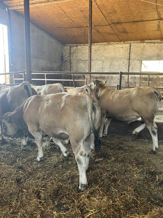 Vant tauri / vitei de carne  Aubrac