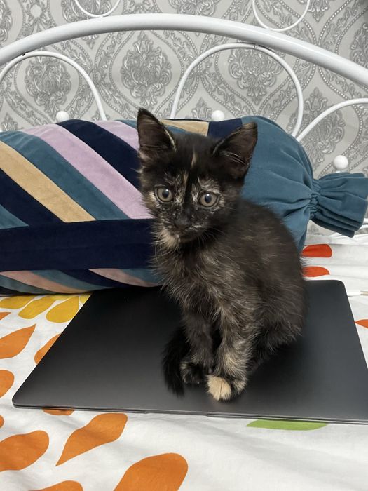 Котенок ( девочка )