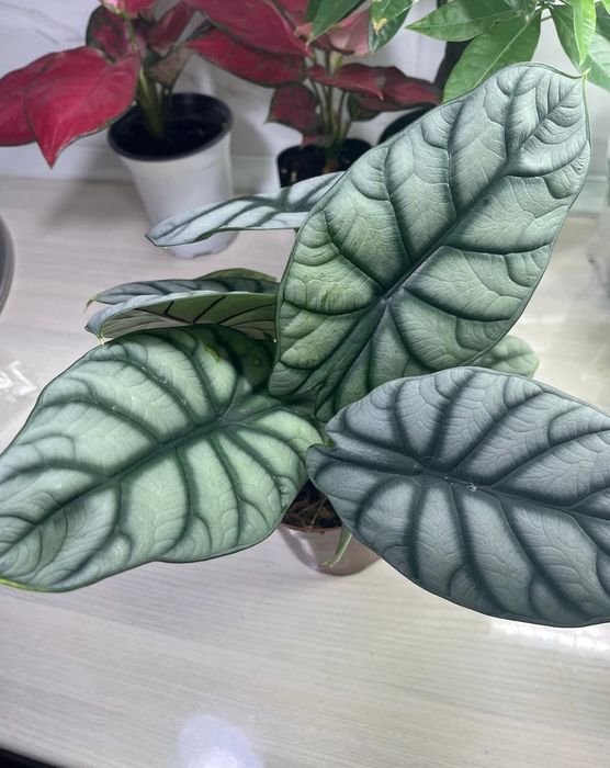 Комнатные растения