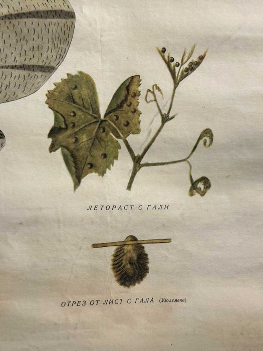 Соц Учебни Плакати Постери Ботаника