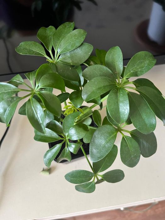 Комнатные растения