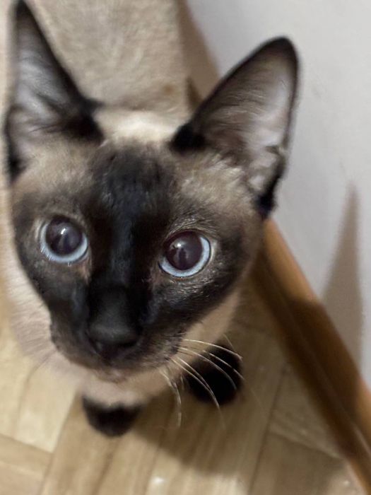 Отдаем котят бесплатно кол-во 3