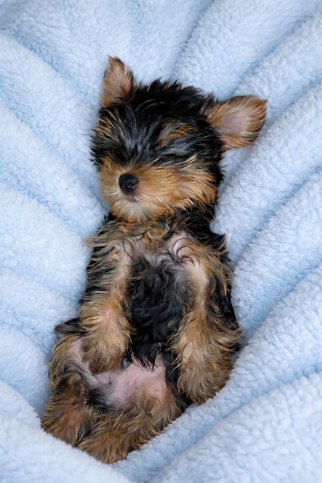 щенки йоркширского терьера