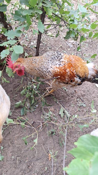 Продам  петушков