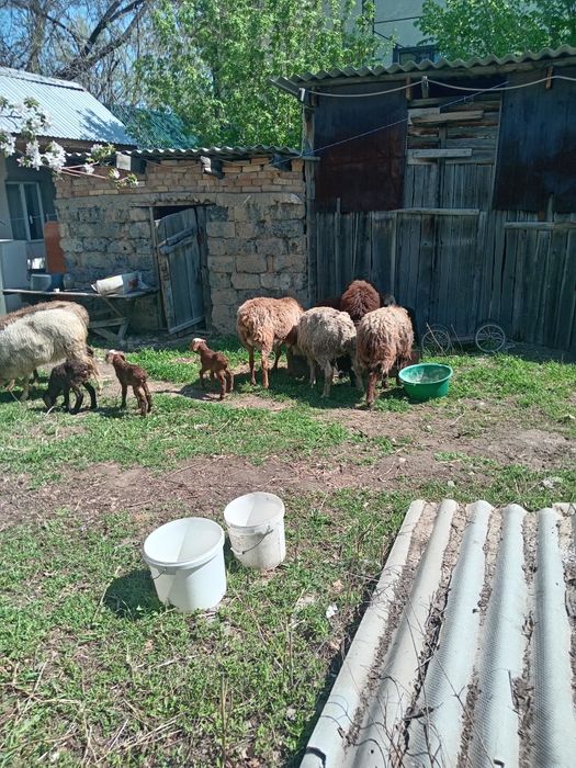 Продам баран с ягненком