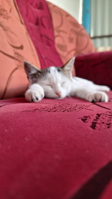 Отдадим в добрые руки котенка