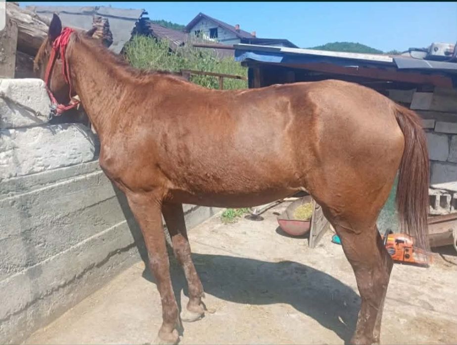 Vand iapa buna de caruța