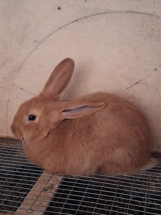 Бургундский кролики