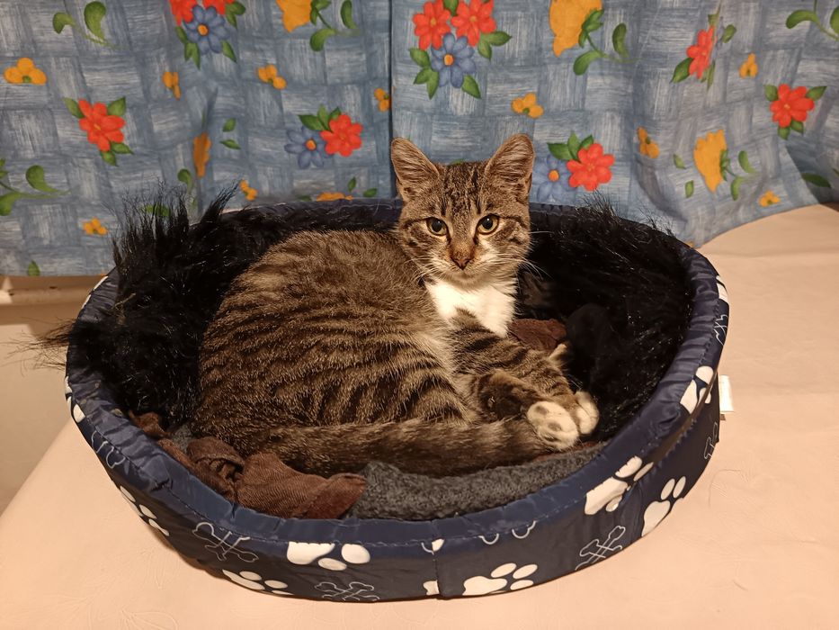 Мъжко коте търси дом