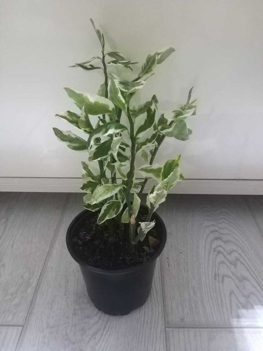 Продам комнатные цветы