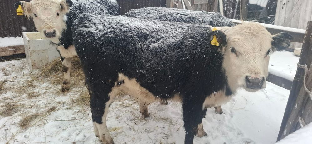 Қара мал сатылады молодняк