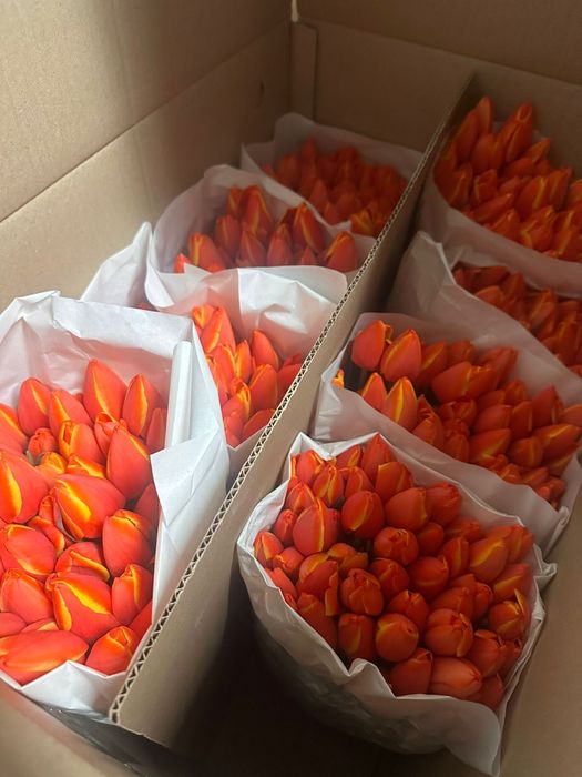 Тюльпаны оптом к 8 марта