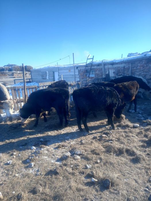 Ангус тайынша ургашы