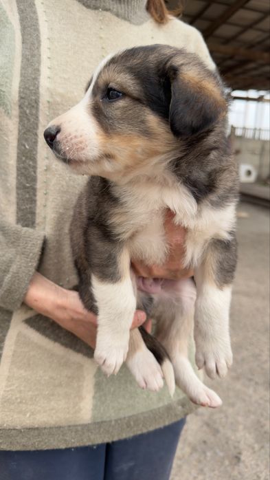 Отдам щенят в хорошие руки