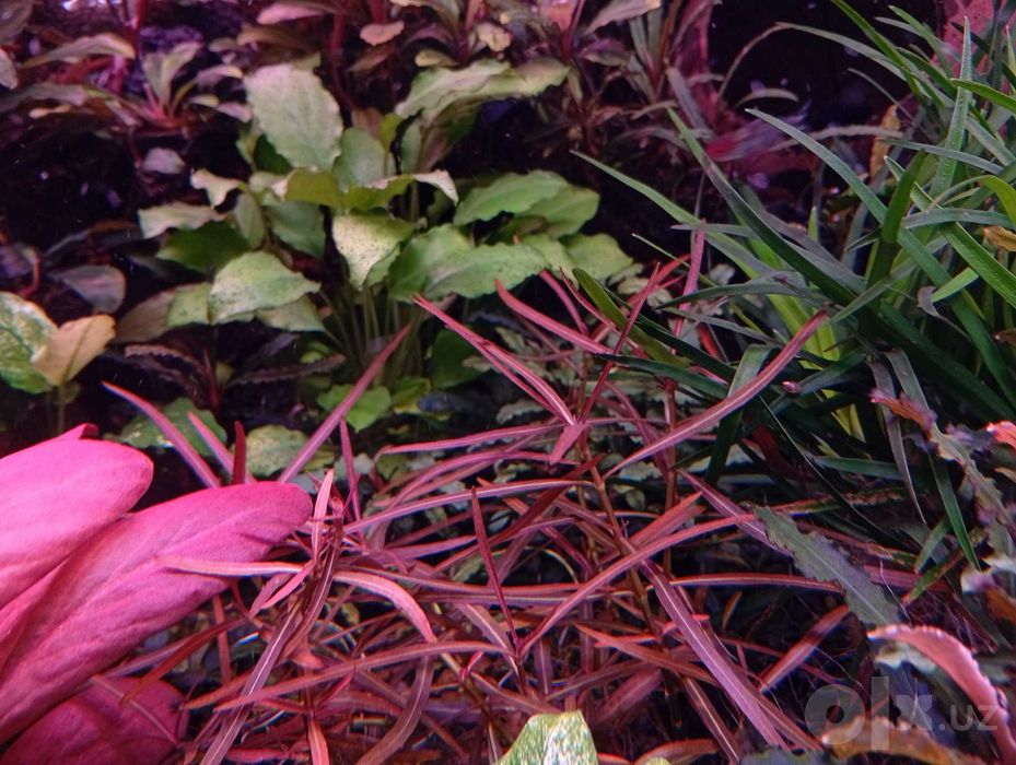 Гигрофила арагвайа (Hygrophila sp. Araguaia.) — аквариумное растение.