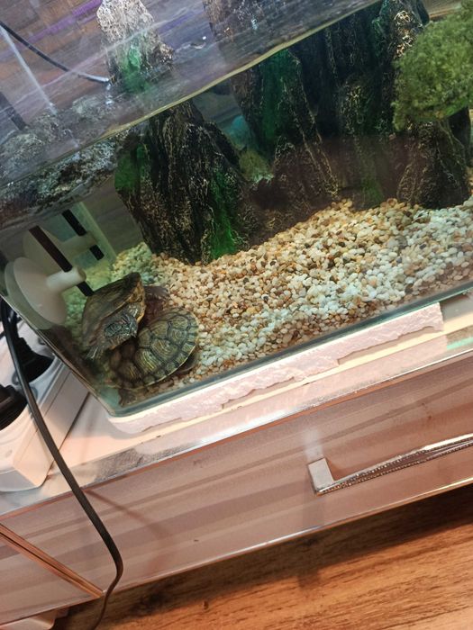 Продам 3 черепахи краснаухие