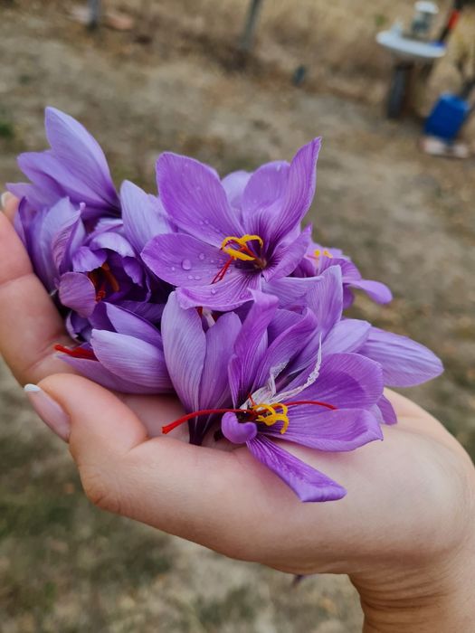 Sofran crocus sativus