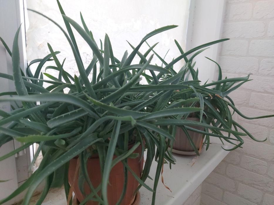 Алоэ срочно продается