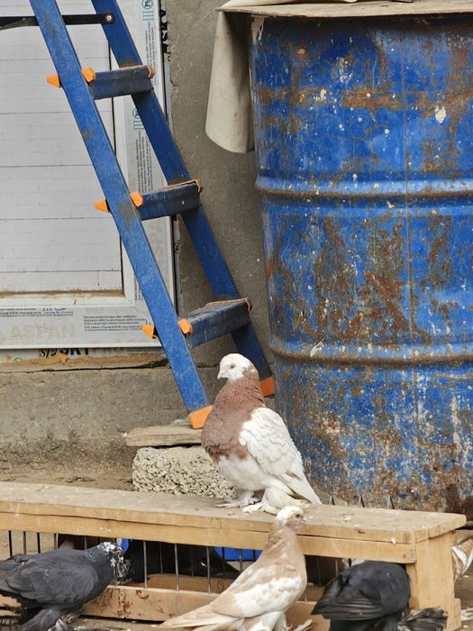 Гульсар,капканы по 5000 шт