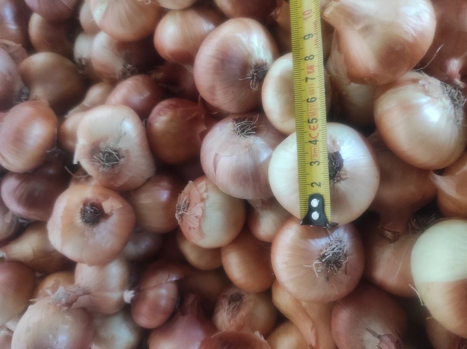 Лук Лясковец/Лясковски 58