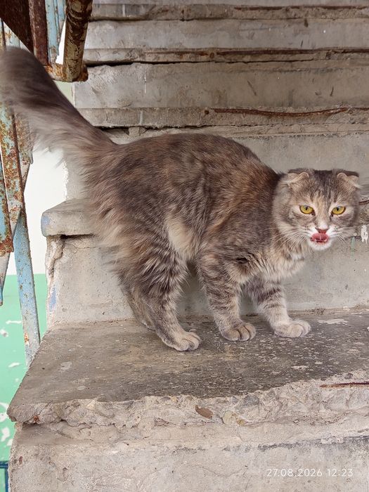 Бесплатно, кошка около 1года