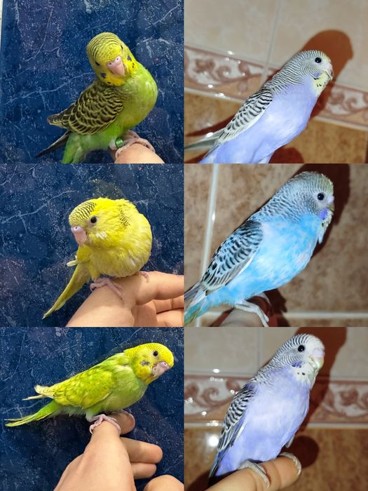 Ручные попугаи разных видов