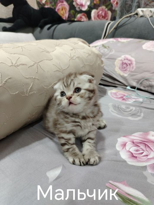 Котята скотиш фолд, скотиш страйт