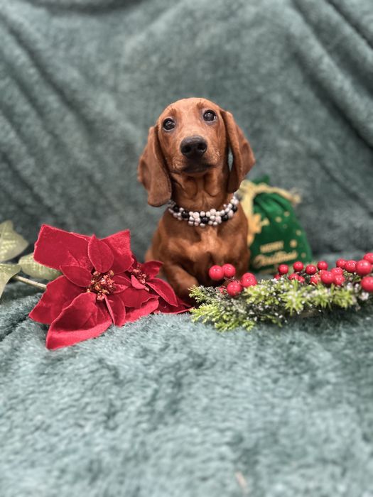 Mascul teckel cu Pedigree Fci