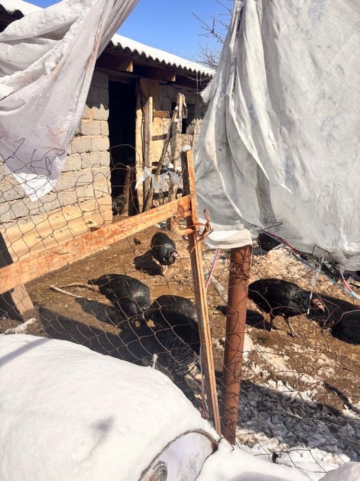 Индюки самки продаю