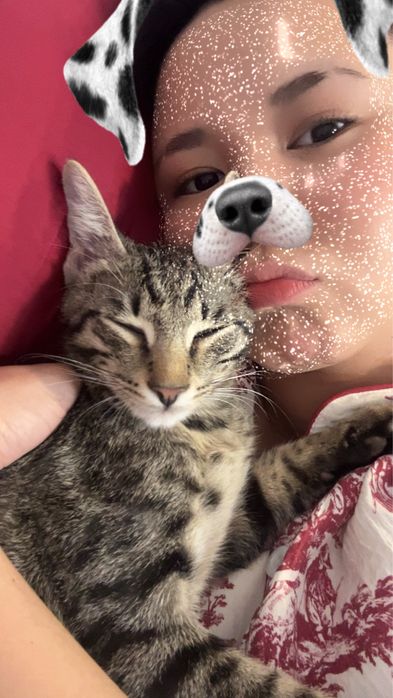 котенок, игривый, 5 месяцев