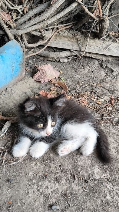 Отдам котят хорошие руки