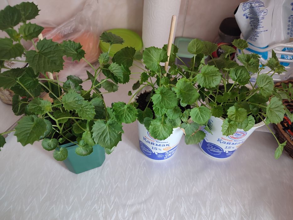 Продам комнатные цветы