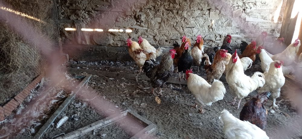 Продам домашних,молодых  петушков