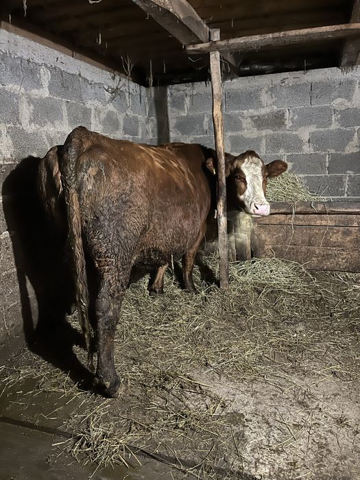 Vand vaca metis angus