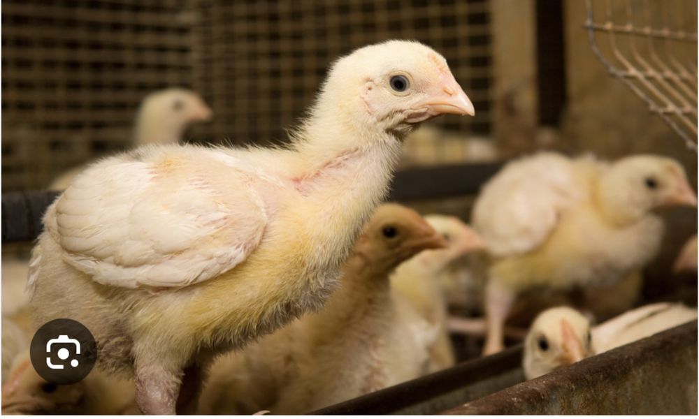 Продам бройлерных цыплят