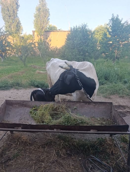 Мол сигир - она бола