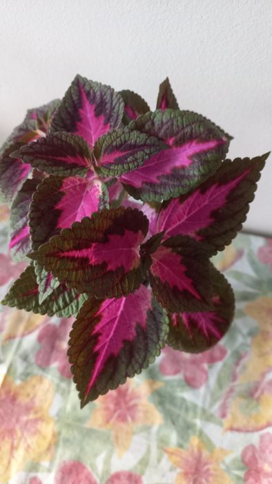 Продам цветок КОЛЕУС