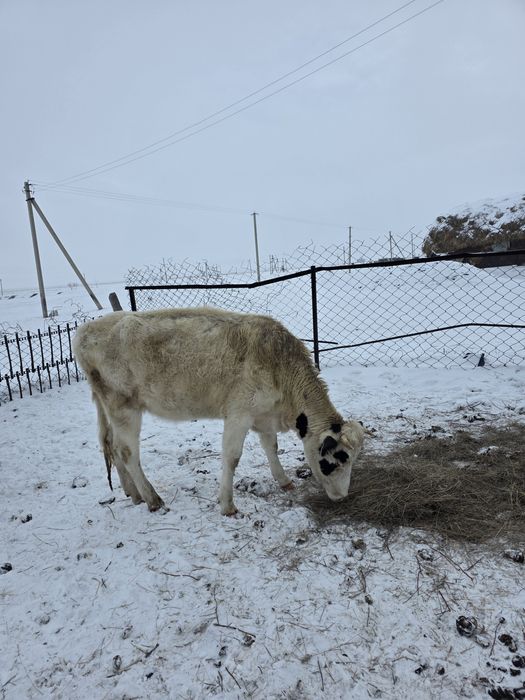 Голштин таза 1.5жылдыктар сатылады