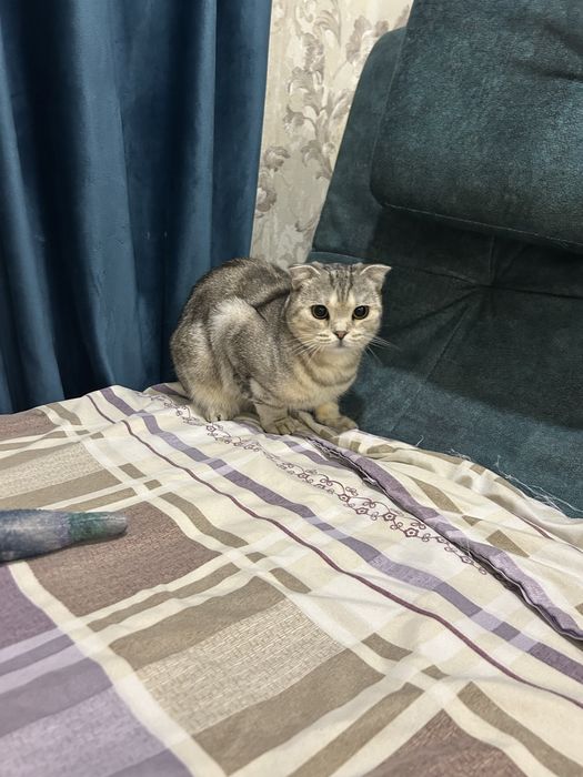 Отдам даром кошку