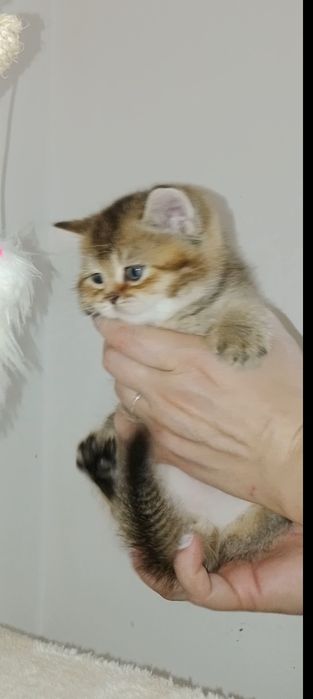 Шикарный крупный чистокровный  котёнок от привозных родителей