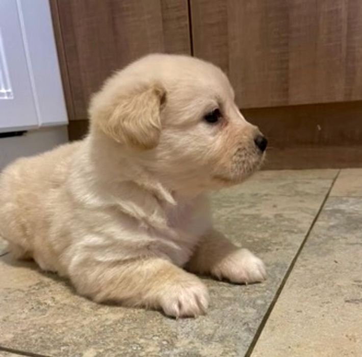 Donez cățeluși metis de Labrador cu Bichon havanez