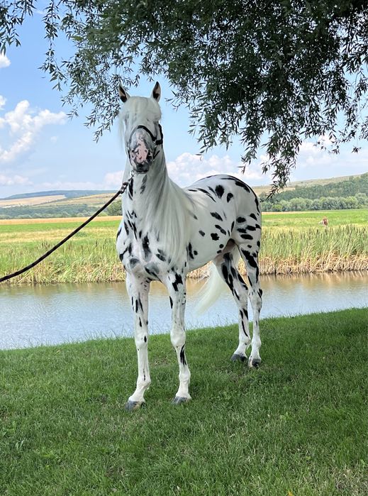 Armăsar Appaloosa echitație călărie