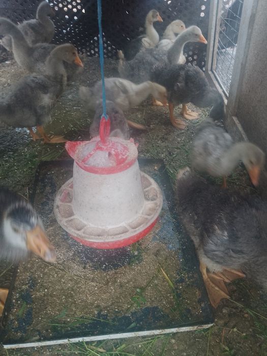 Vind 15 boboci, pui de giscă de aproape 2 luni jumate