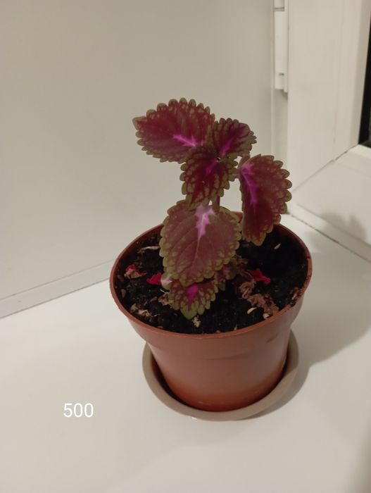 Комнатные растения