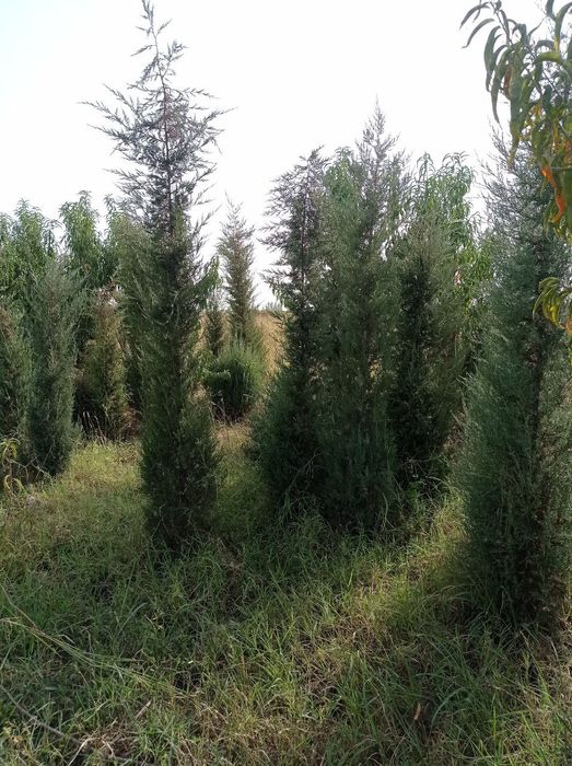 archa koʻchatlari bor