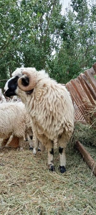 Disponibili doi berbecii brezi