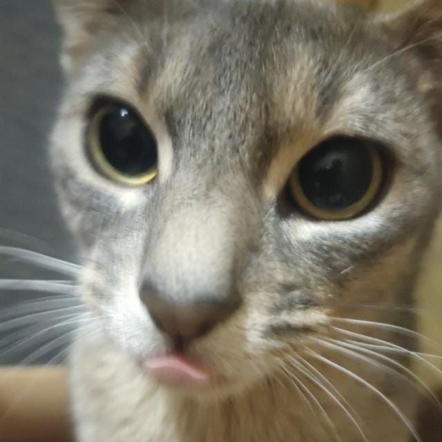 Абиссинская кошечка вязка