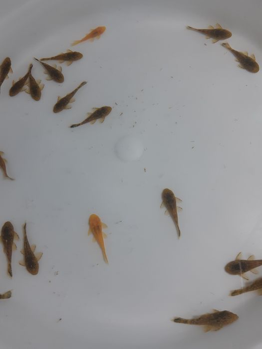 Сомики анциструсы темного цвета